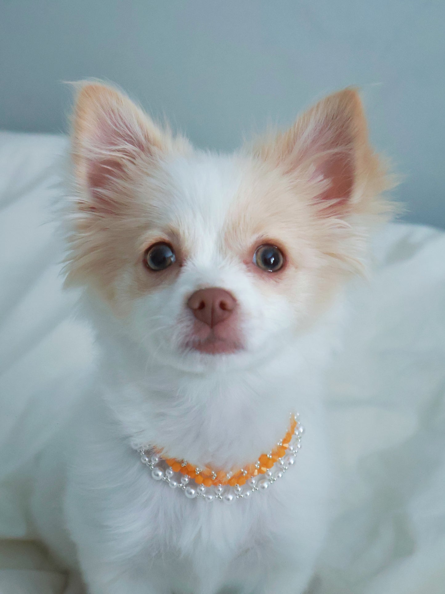 Handcrafted Vibrant Hermès Orange and Pearl Pet Choker Necklace – Dogs, Cats, Other Pets - Luxe Matching Jewelry for Pets and Owners