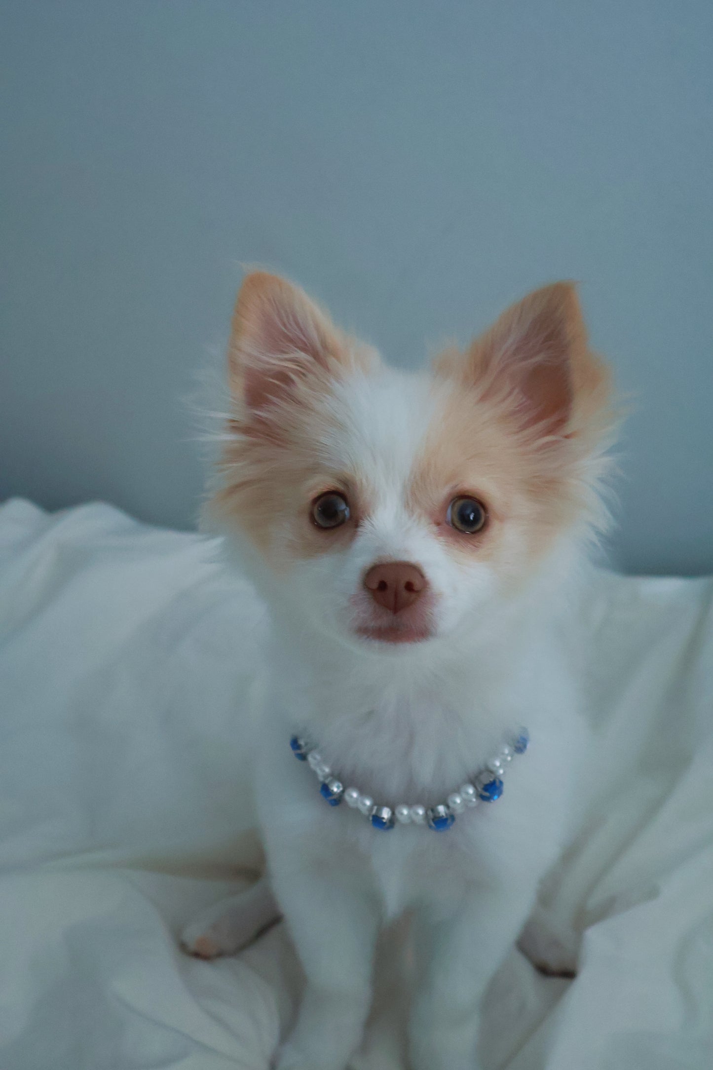 Handcrafted Luxury Sapphire and Pearl Pet Choker Necklace - Dogs, Cats, Other Pets -  - Luxe Matching Jewelry for Pets and Owners